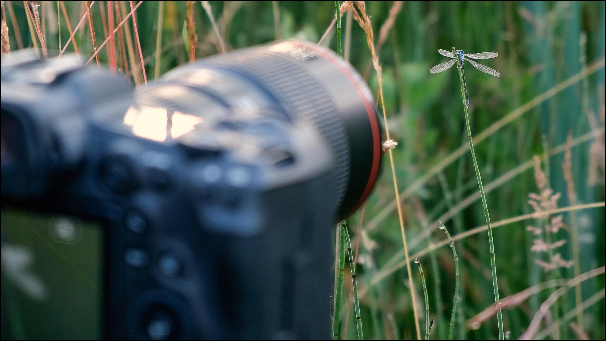 Damselfly in front of camera