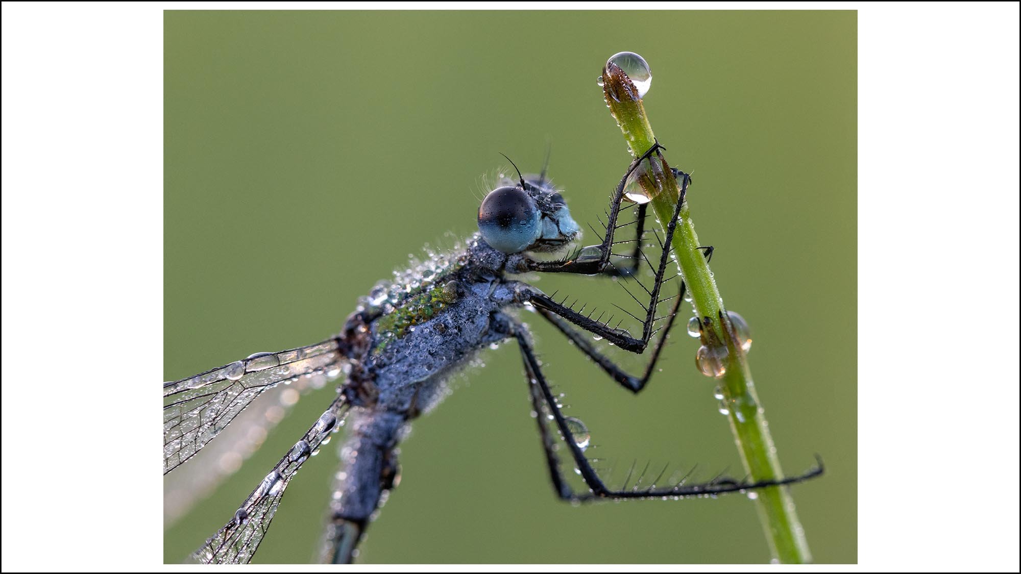 Macro photograph of a Damselfly
