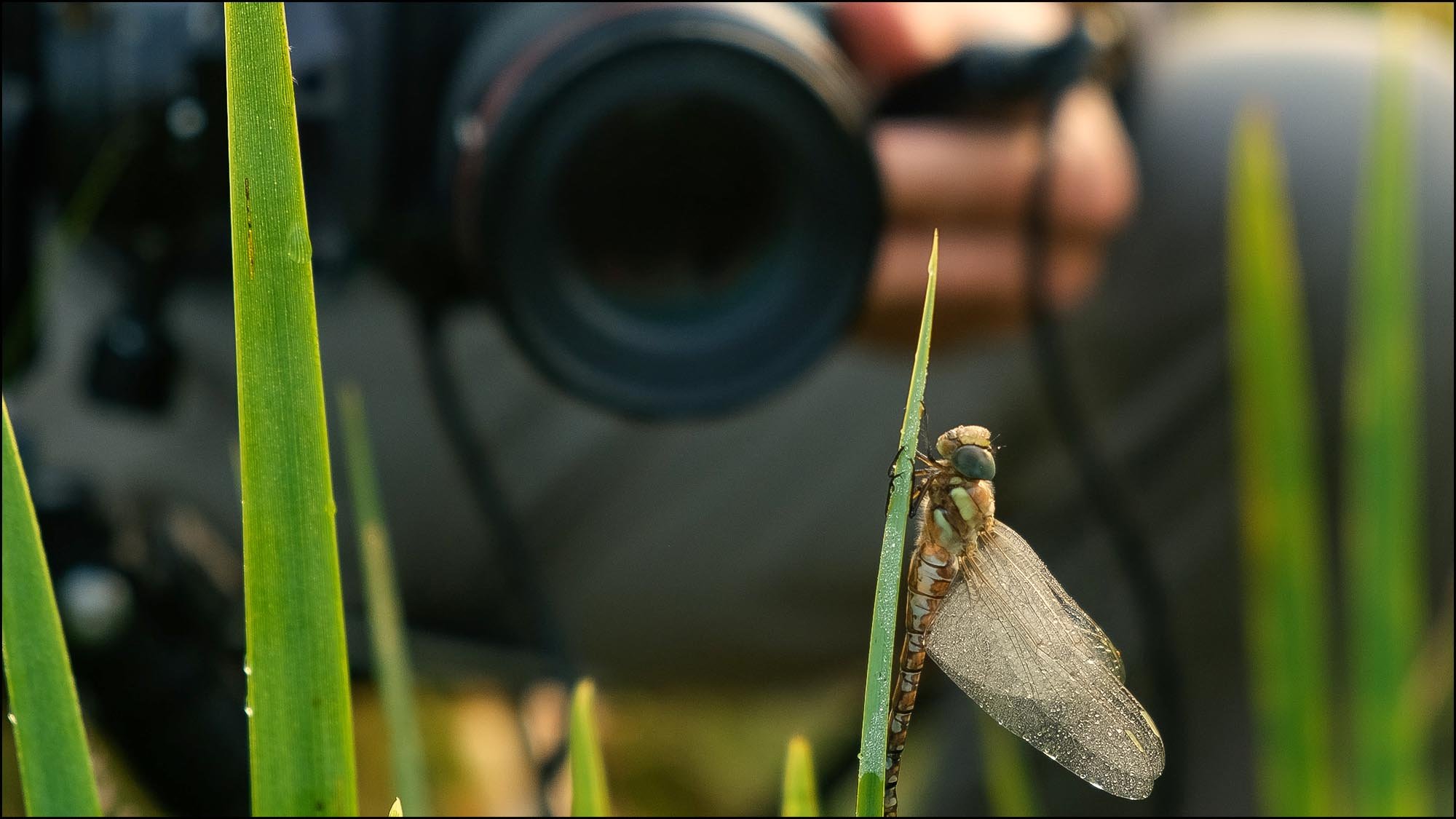 Dragonfly in front of camera lens
