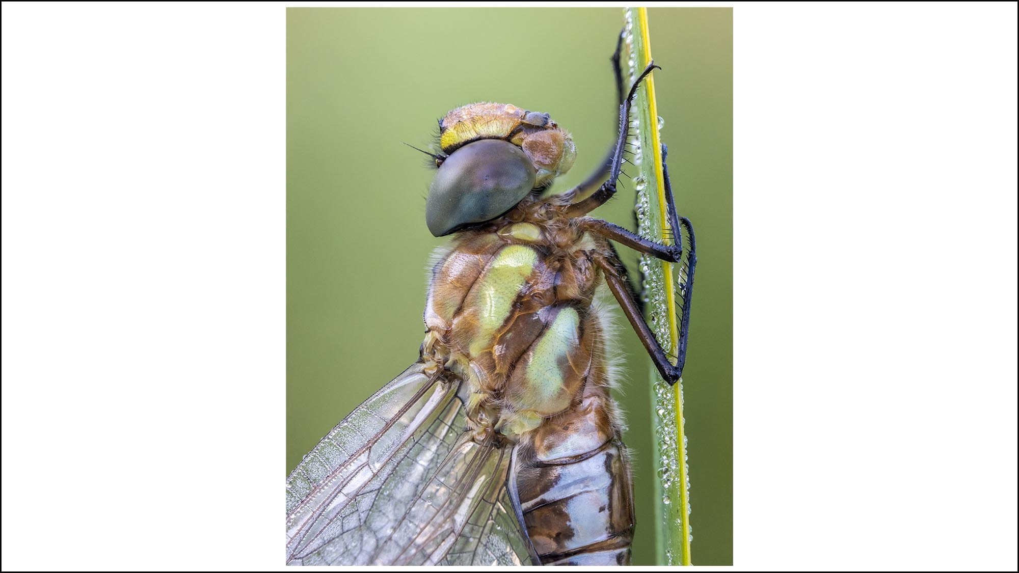 Macro photo of dragonfly