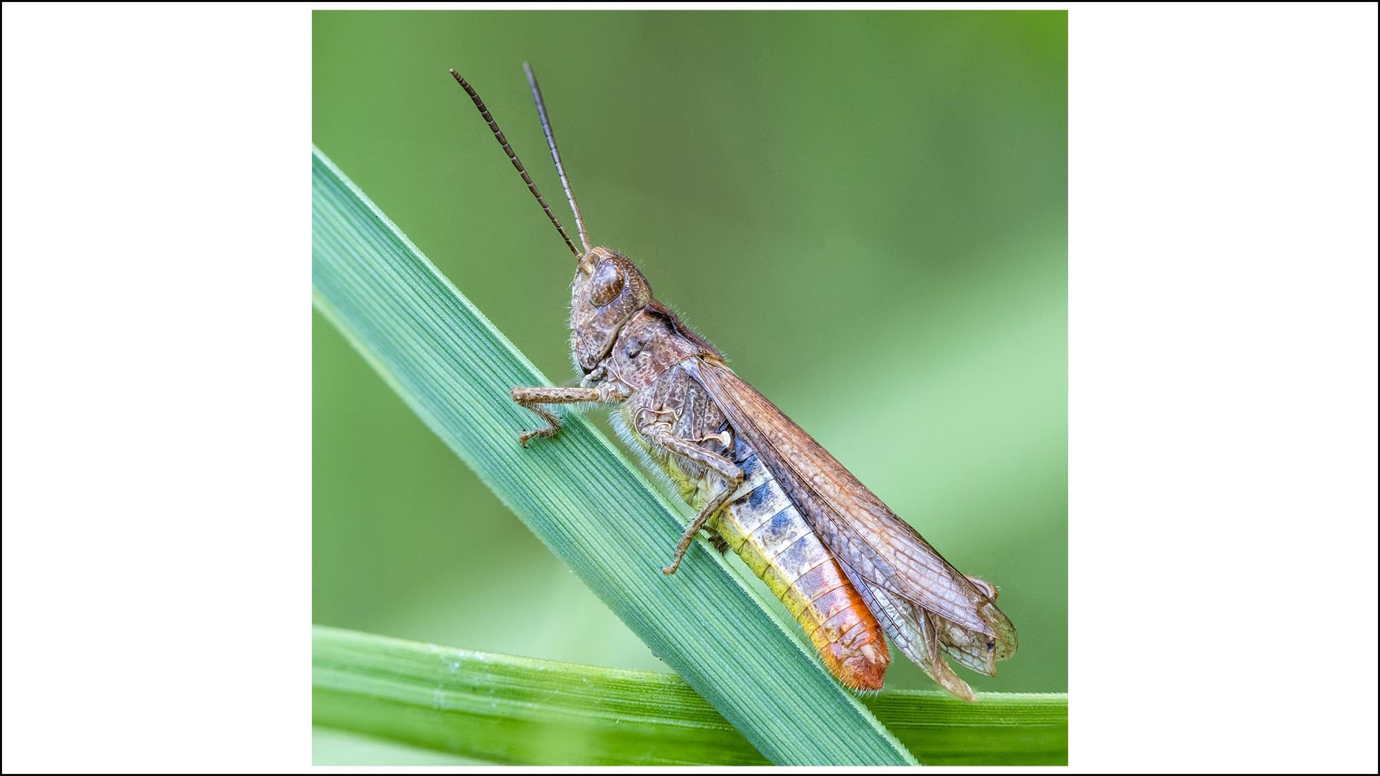 Macro picture of grasshopper