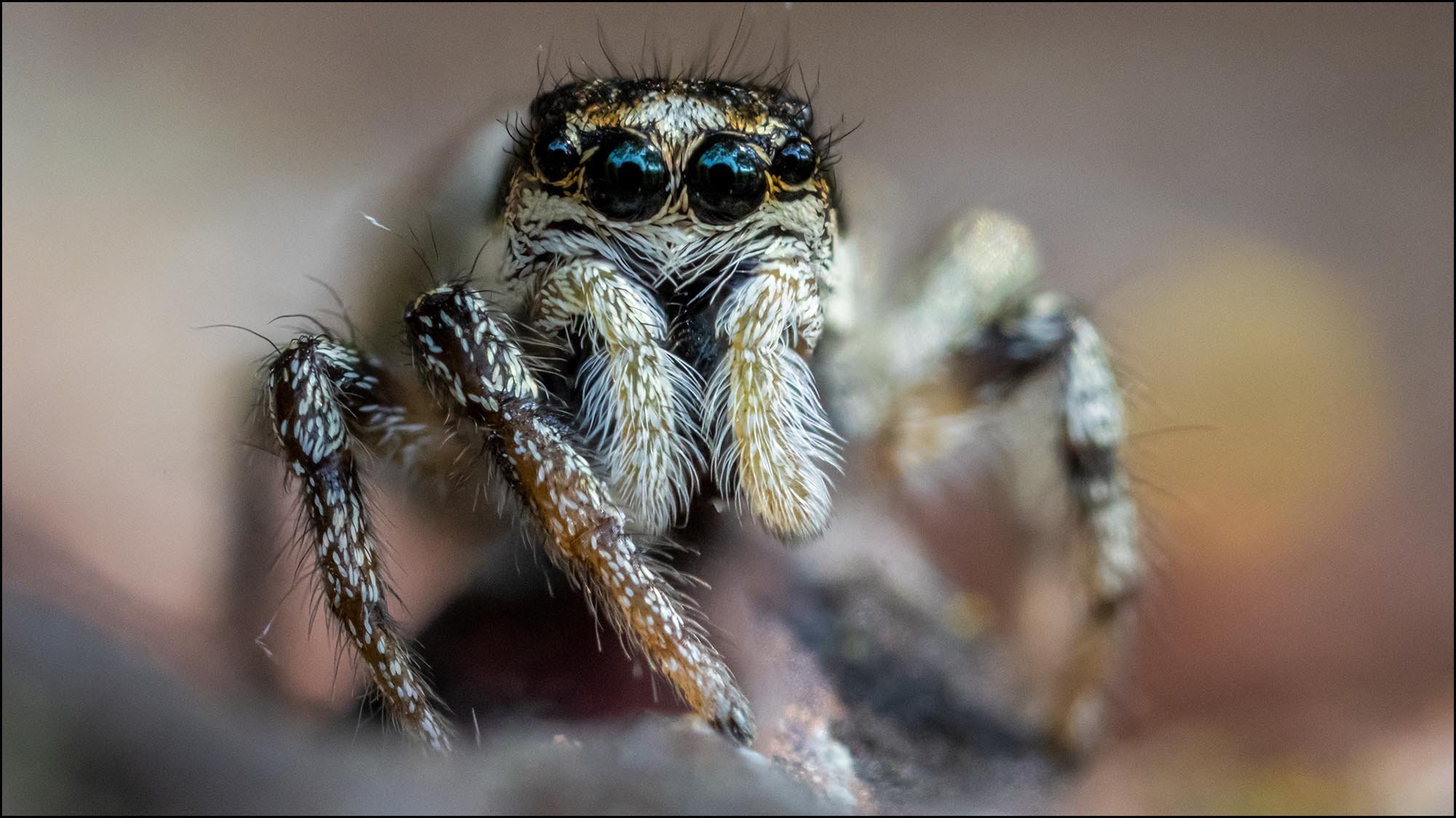 Macro photograph of jumping spider