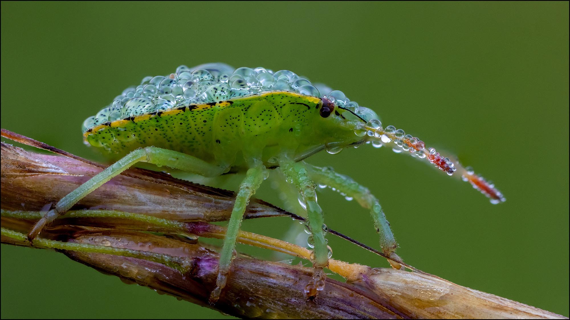 Macro photograph of Green Sheild bug