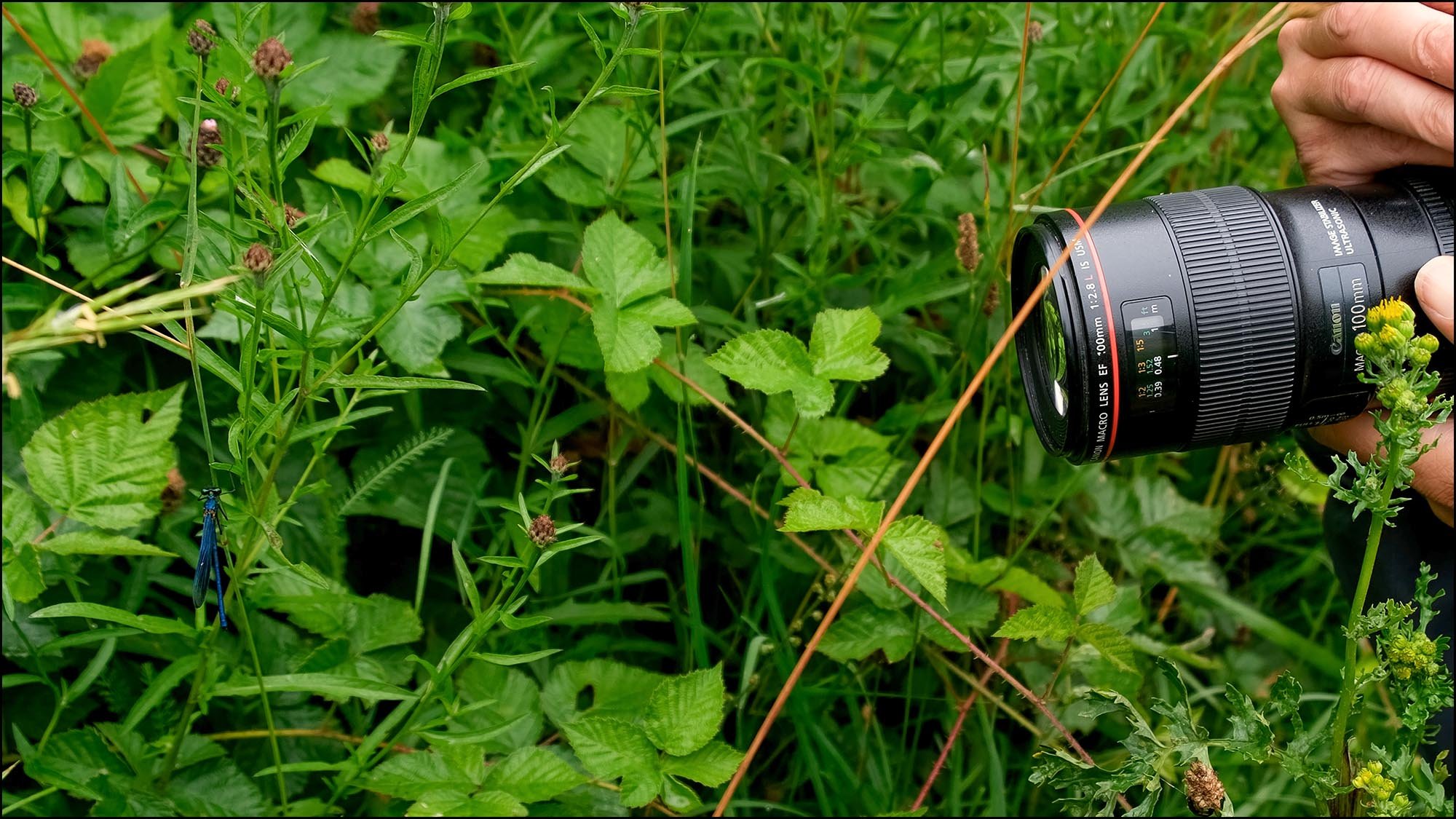Photographing a Demoiselle insect