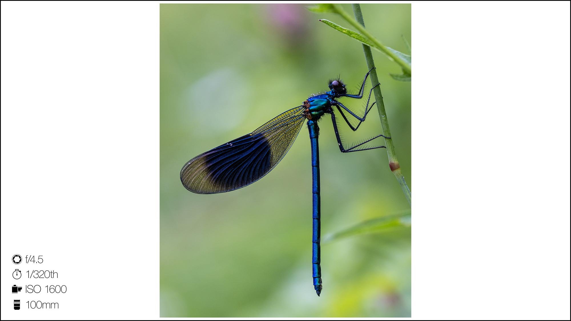 Macro photograph of a Banded Demoiselle
