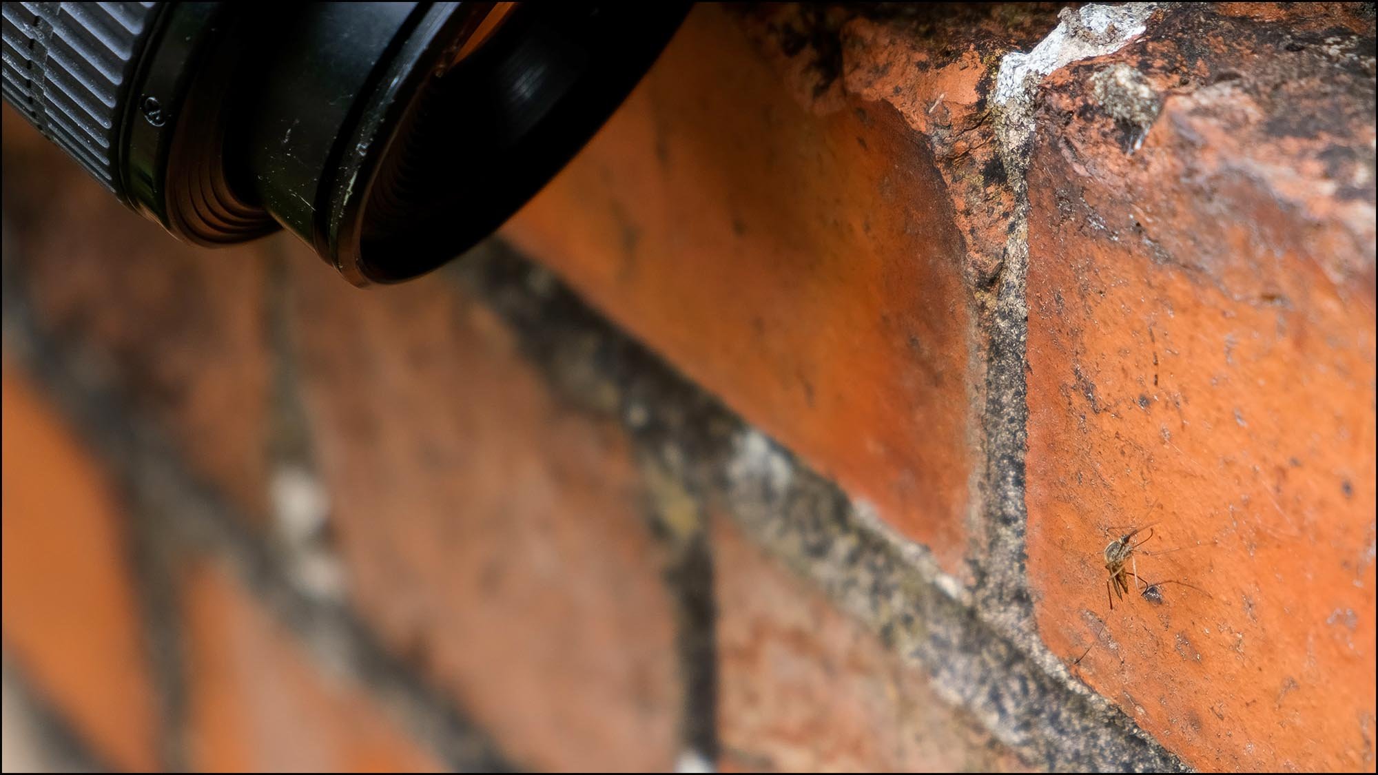 Mosquito on wall with camera lens
