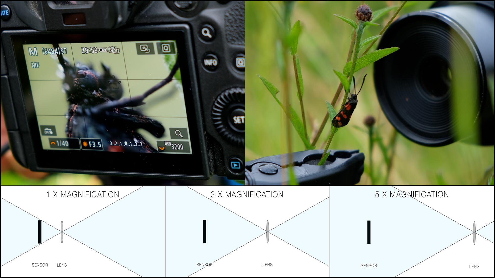 collage of macro photography techniques