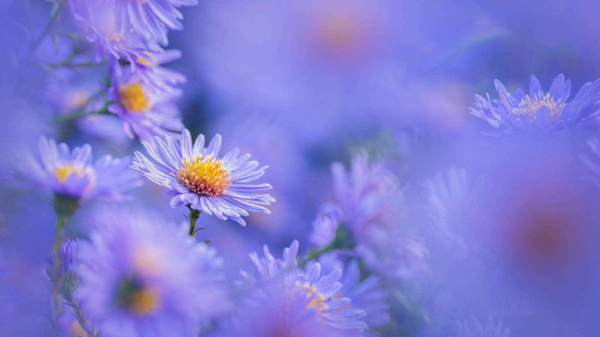 A close-up of purple flowers with yellow centres and a blurred background.