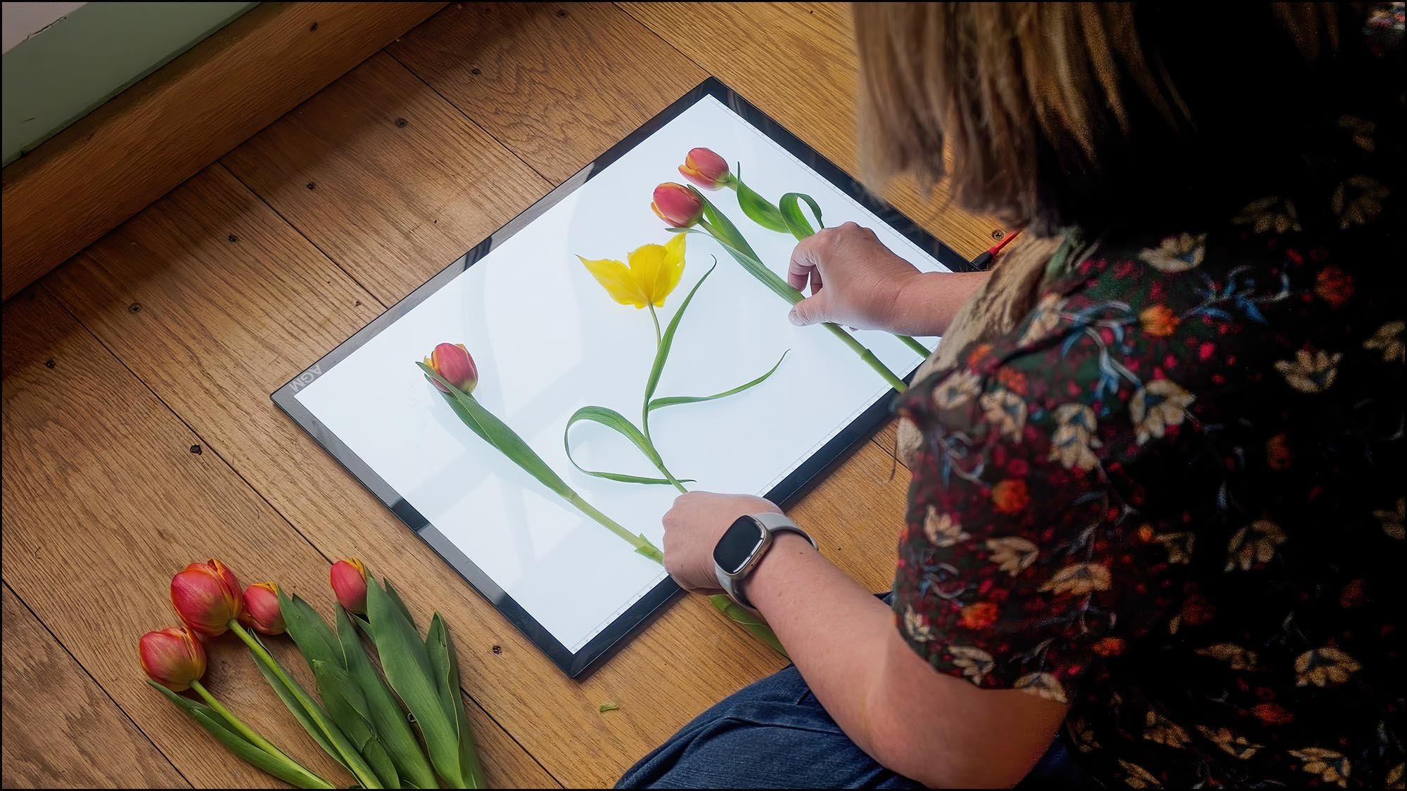 Person arranges red and yellow flowers on a light box, with more flowers nearby, for flat lay photography.