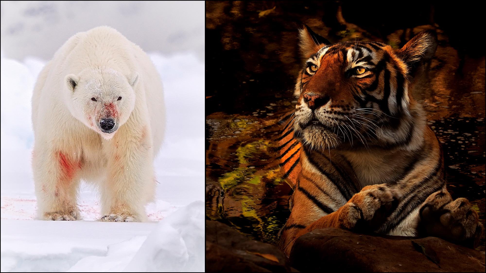 Polar bear and Tiger