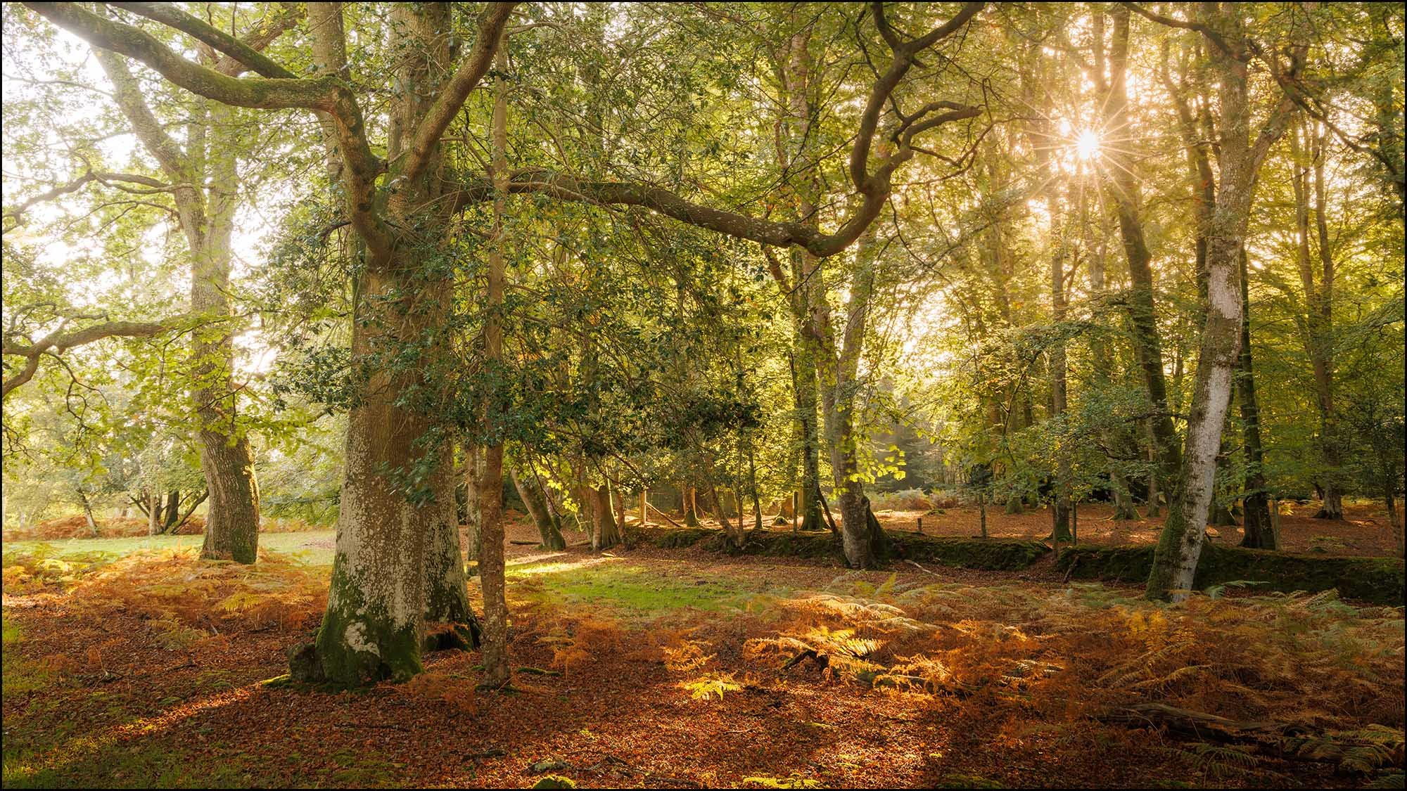 Sunlight coming through trees in a forest