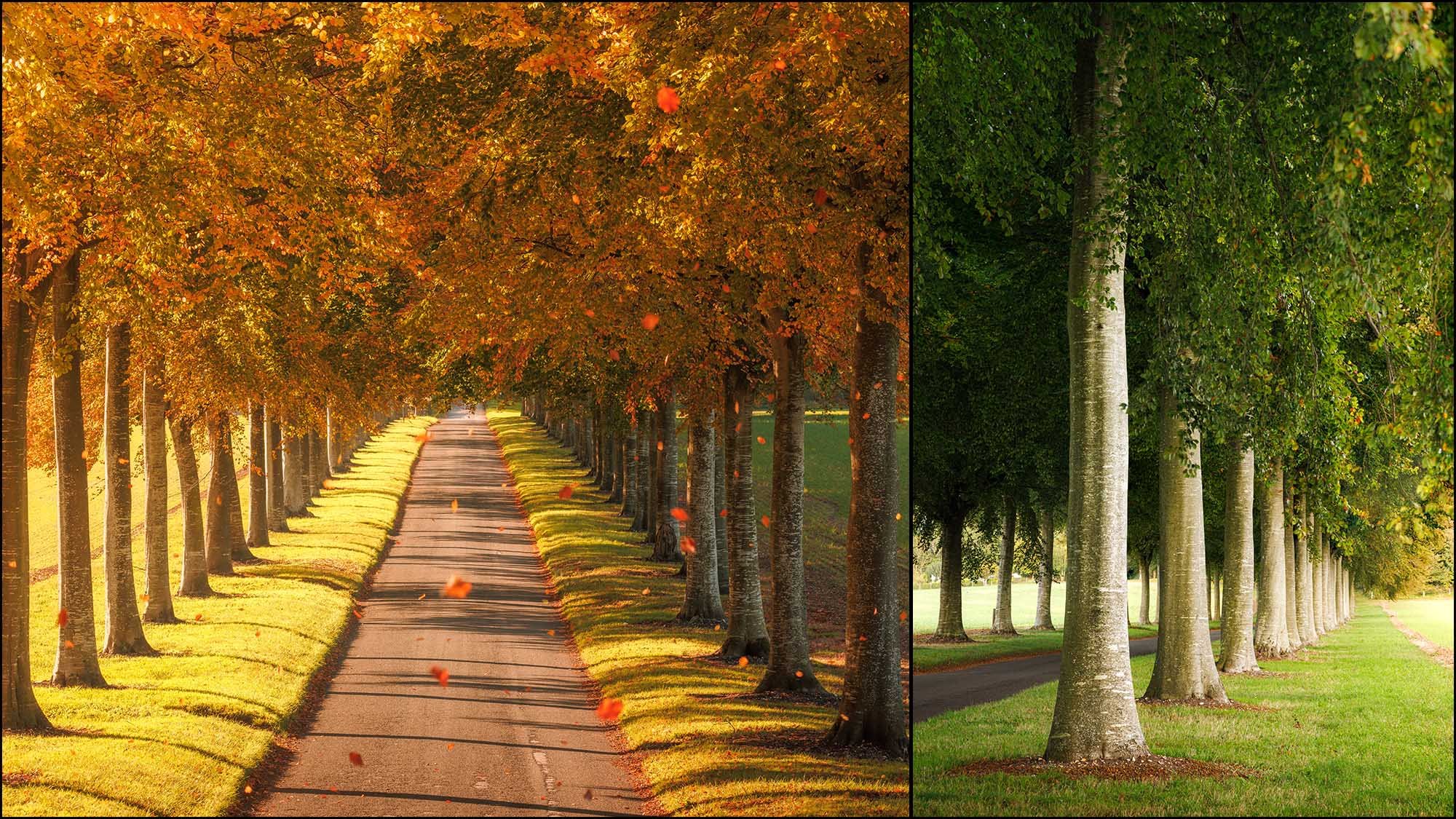 Avenue of trees in Autumn and Summer