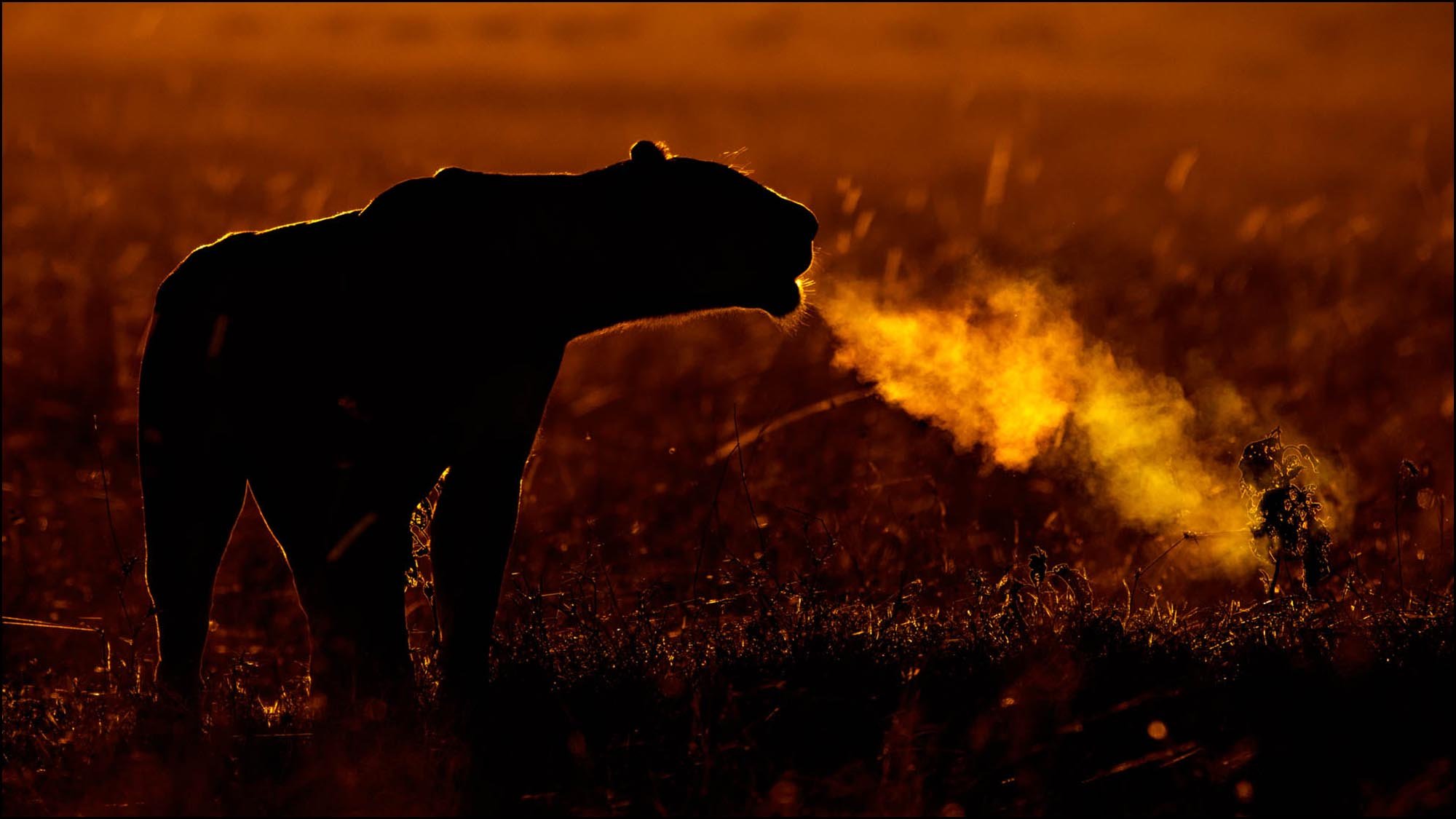 Lioness roaring in the sunset