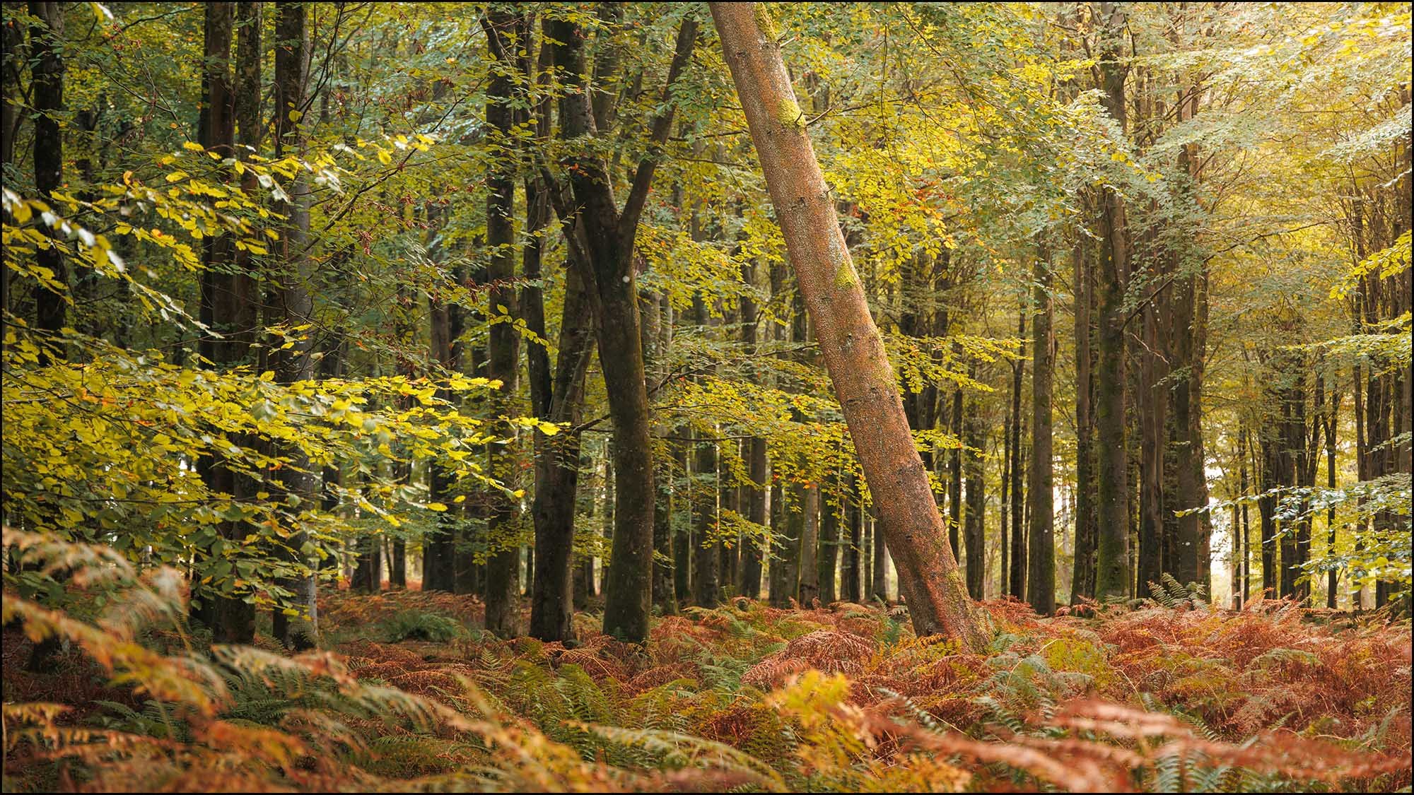 Autumn forest at sunrise