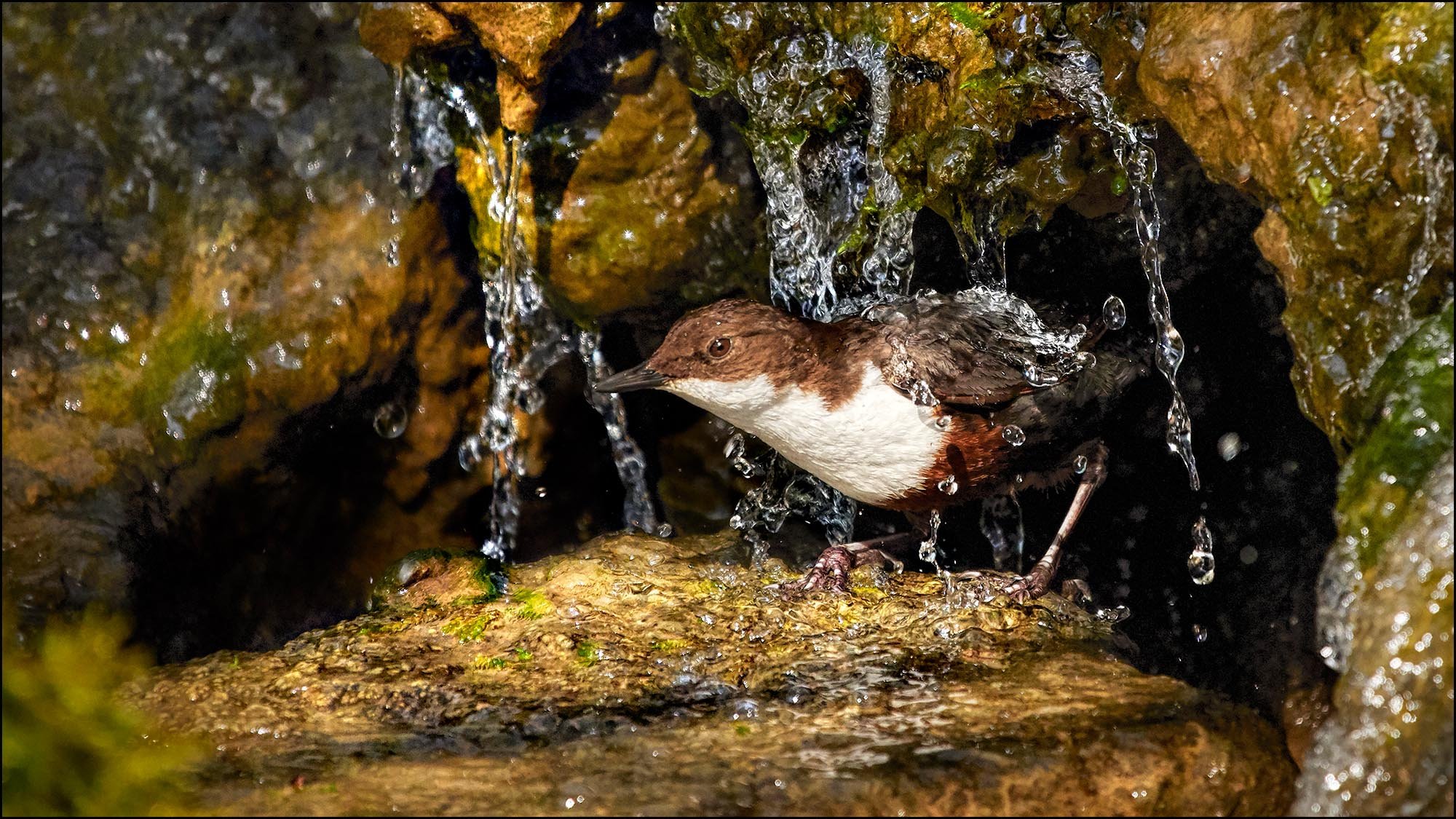 Dipper bird in waterfall