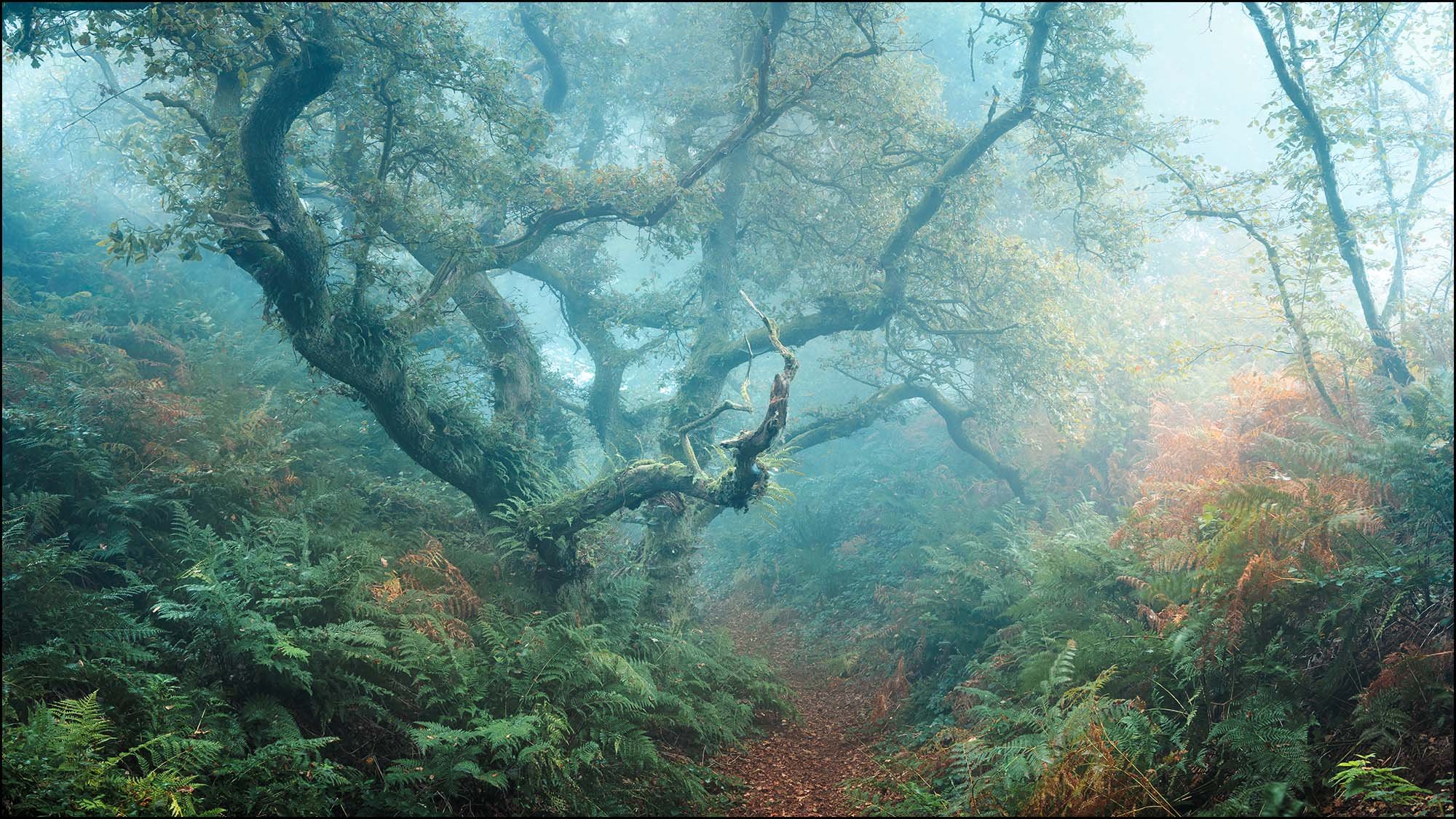 Ancient Oak tree in forest with fog