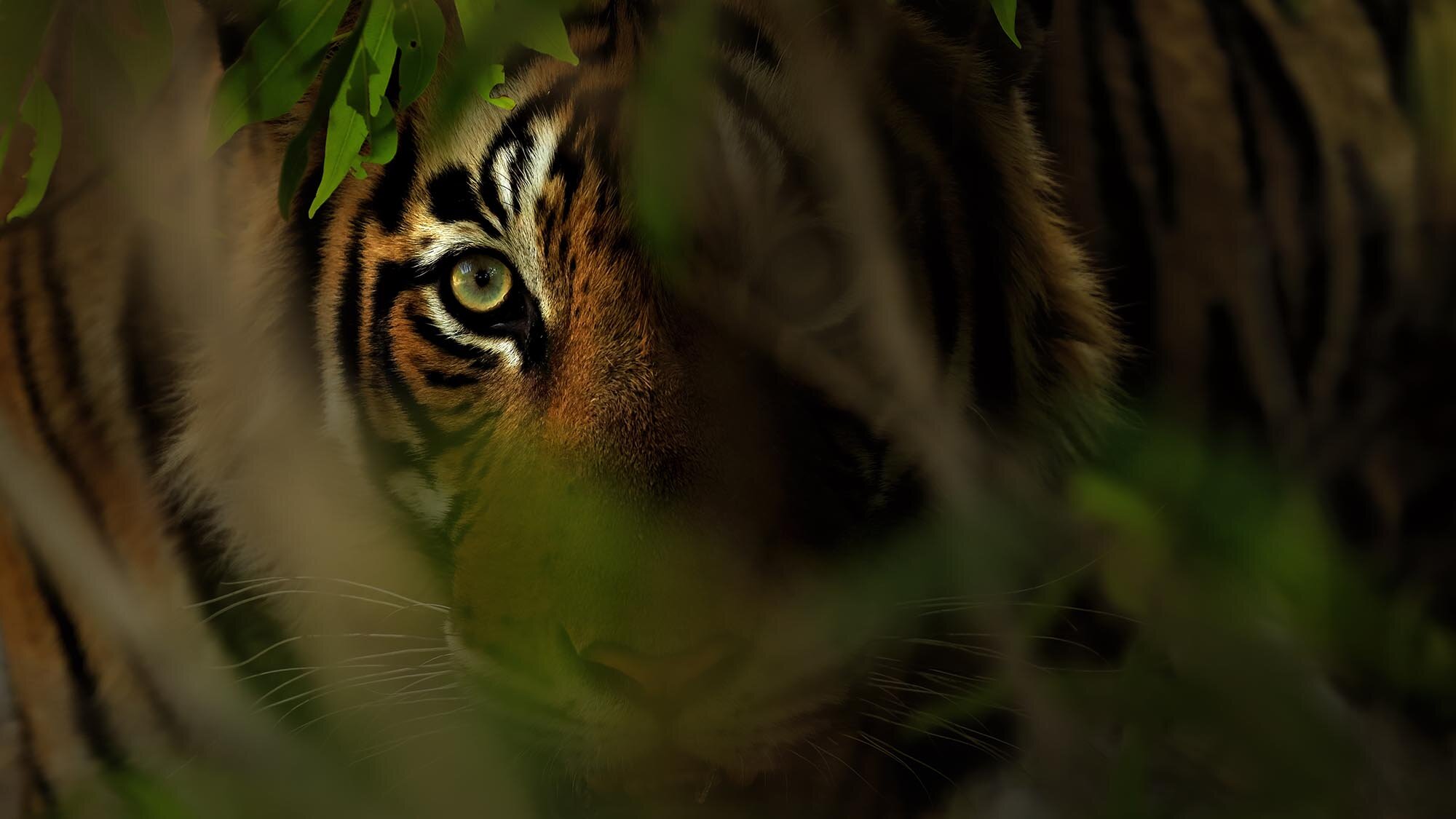 Tiger's eye and striped face peering through dense green foliage.