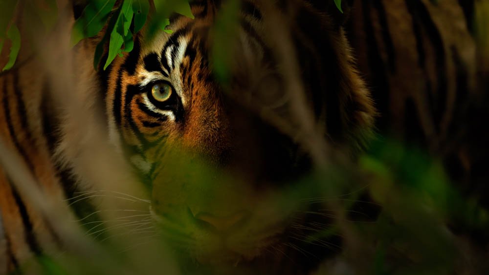Tiger's eye and striped face peering through dense green foliage.