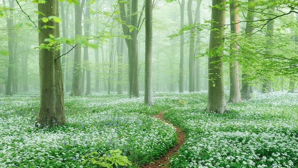 Winding forest path through a vibrant carpet of wildflowers and trees.