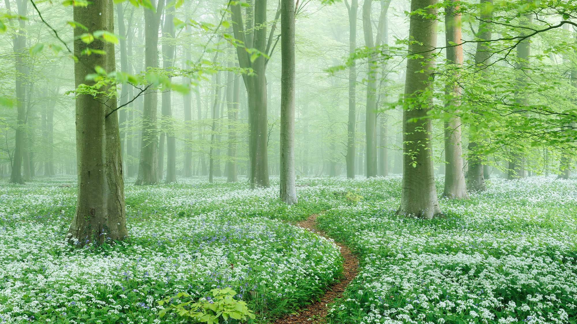Winding forest path through a vibrant carpet of wildflowers and trees.